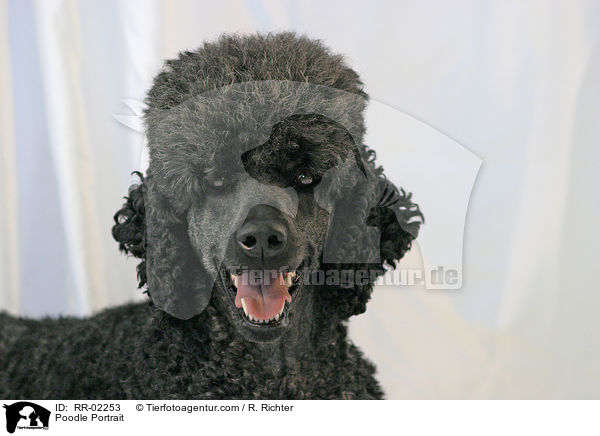 Poodle Portrait / RR-02253