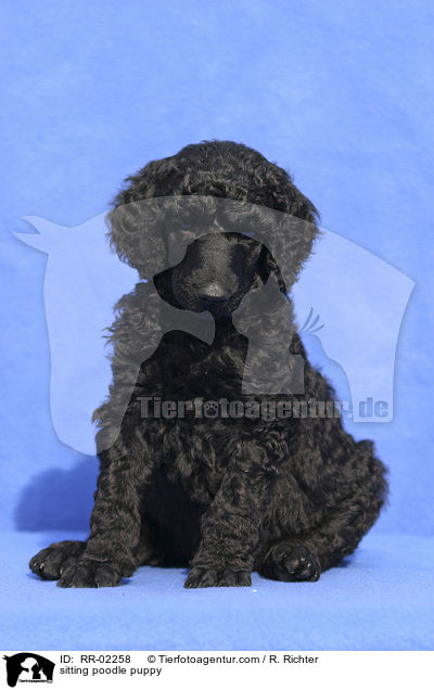 sitting poodle puppy / RR-02258