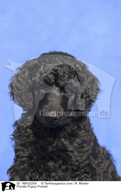 Poodle Puppy Portrait / RR-02259