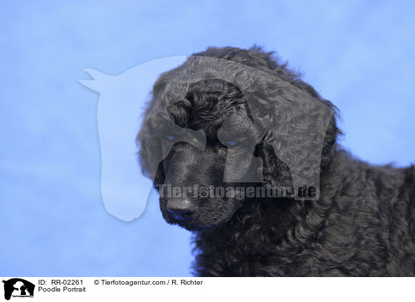 Pudel / Poodle Portrait / RR-02261