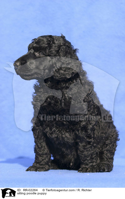 sitting poodle puppy / RR-02264