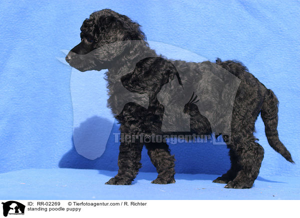 standing poodle puppy / RR-02269