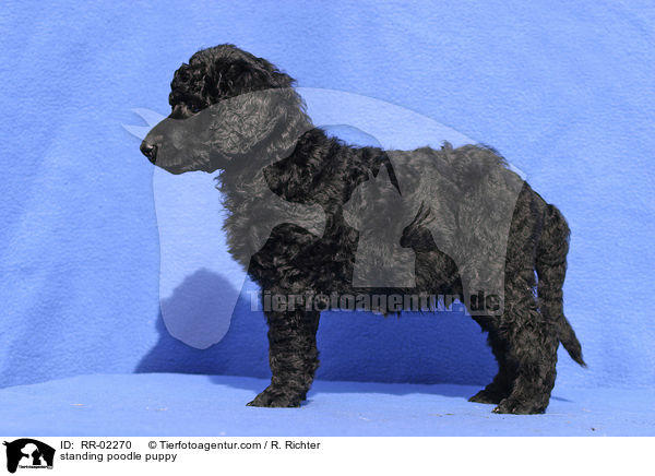 standing poodle puppy / RR-02270