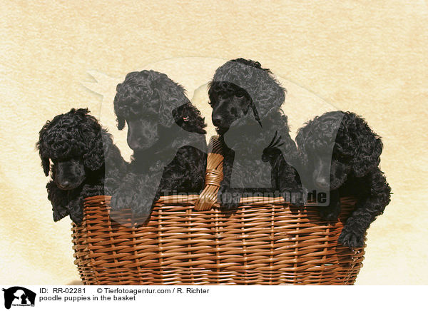poodle puppies in the basket / RR-02281