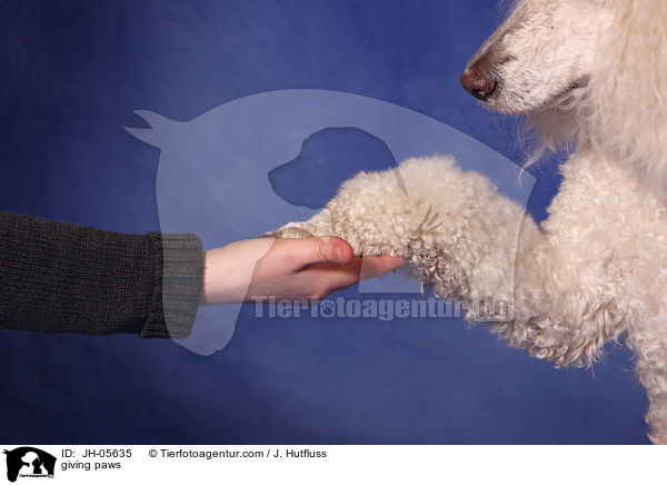 Pftchen geben / giving paws / JH-05635