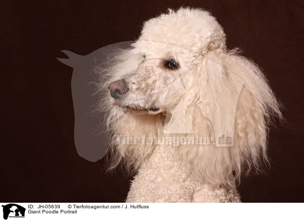 Giant Poodle Portrait / JH-05639