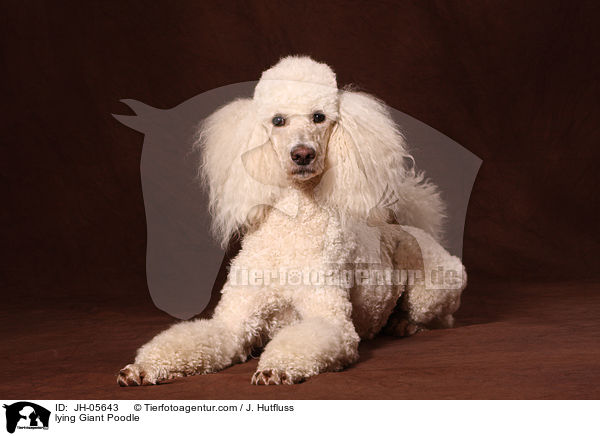 lying Giant Poodle / JH-05643