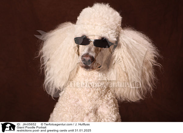 Giant Poodle Portrait / JH-05652