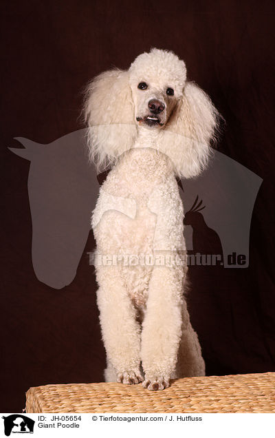 Giant Poodle / JH-05654
