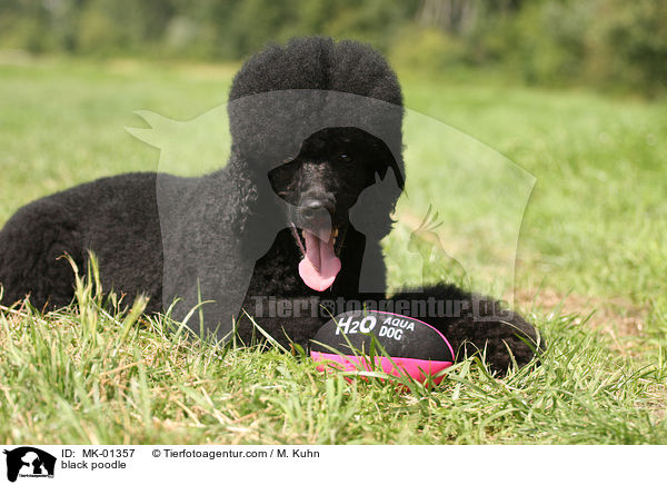 black poodle / MK-01357