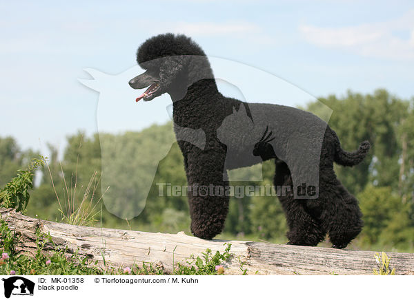black poodle / MK-01358