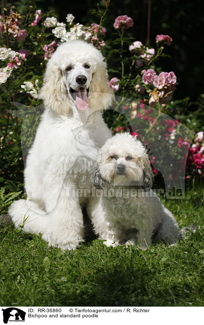 Bichpoo und Gropudel / Bichpoo and standard poodle / RR-36860