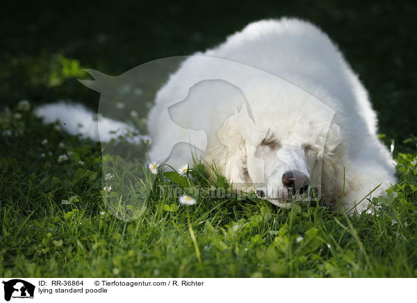 lying standard poodle / RR-36864