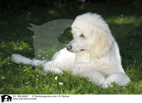 lying standard poodle / RR-36867