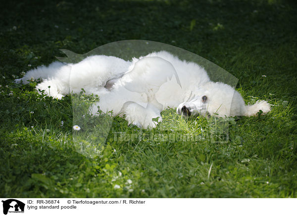 lying standard poodle / RR-36874