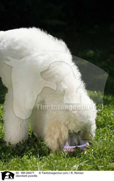 Gropudel / standard poodle / RR-36877
