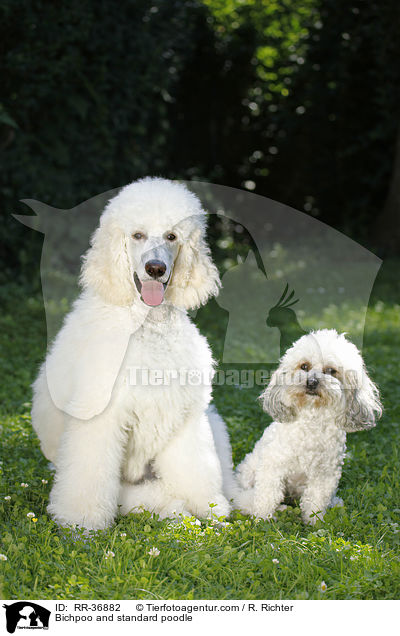 Bichpoo und Gropudel / Bichpoo and standard poodle / RR-36882
