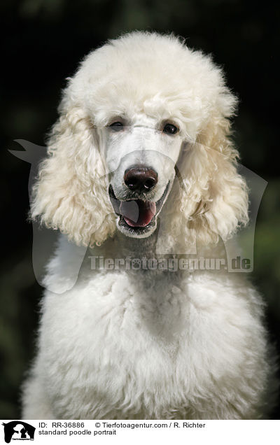 standard poodle portrait / RR-36886