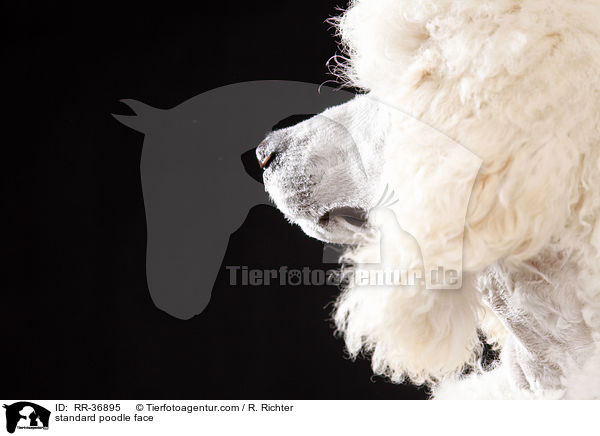 standard poodle face / RR-36895