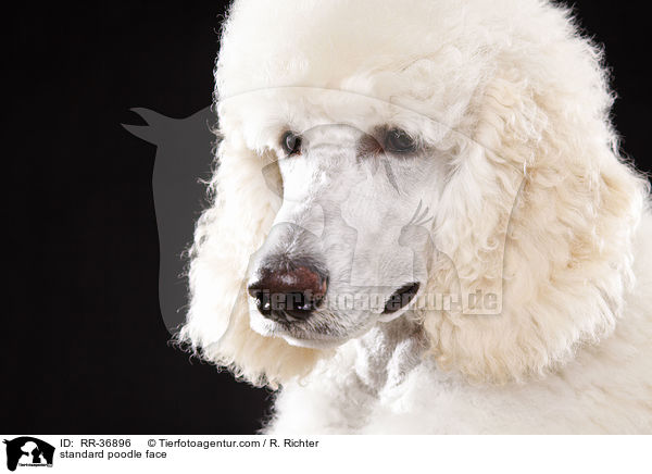 standard poodle face / RR-36896