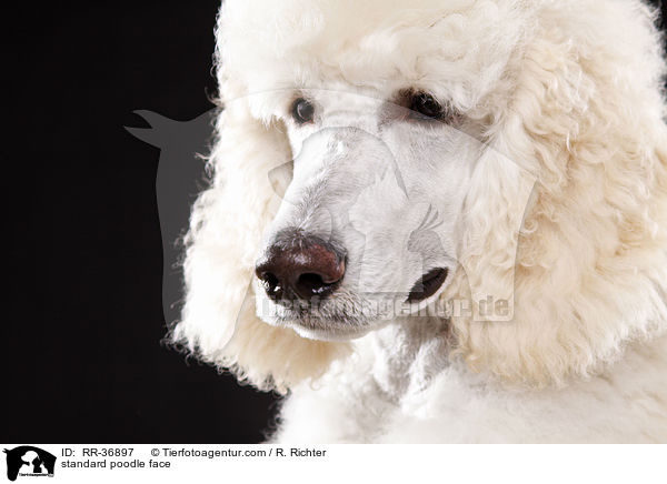 standard poodle face / RR-36897
