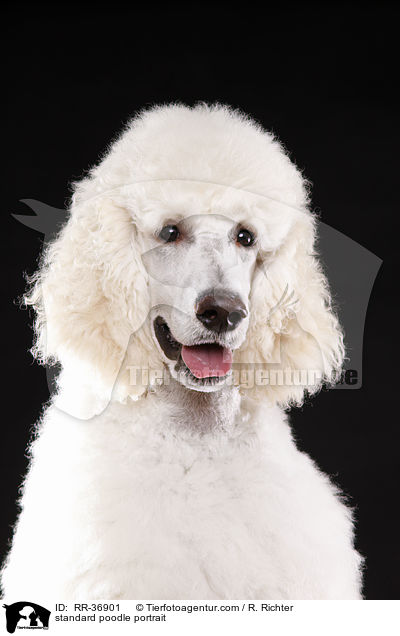 standard poodle portrait / RR-36901