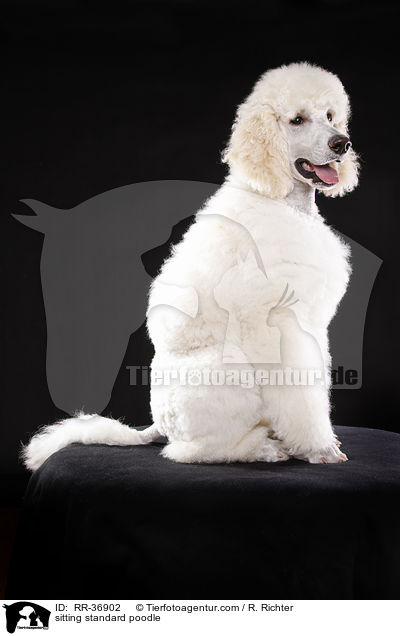 sitting standard poodle / RR-36902