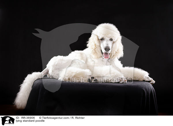 lying standard poodle / RR-36906