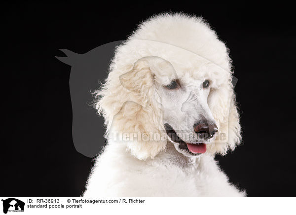 standard poodle portrait / RR-36913