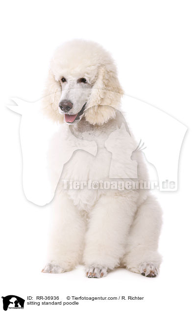sitting standard poodle / RR-36936