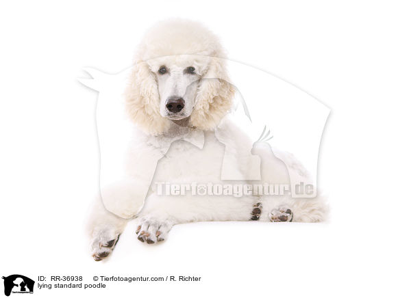 lying standard poodle / RR-36938