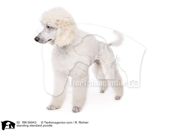 standing standard poodle / RR-36943