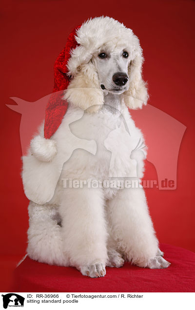 sitzender Gropudel / sitting standard poodle / RR-36966