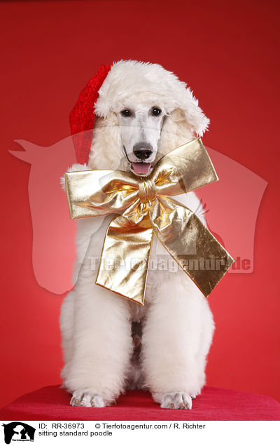 sitzender Gropudel / sitting standard poodle / RR-36973