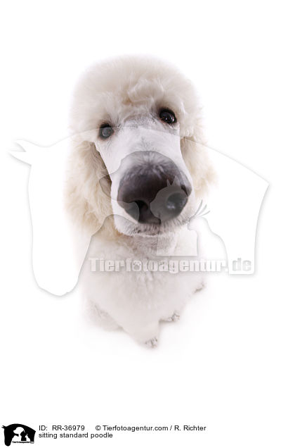 sitting standard poodle / RR-36979