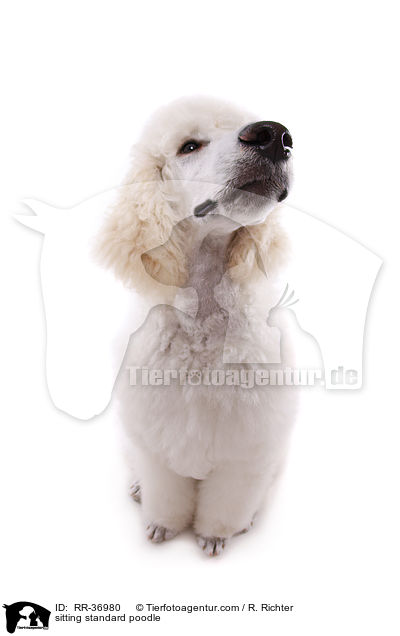 sitting standard poodle / RR-36980