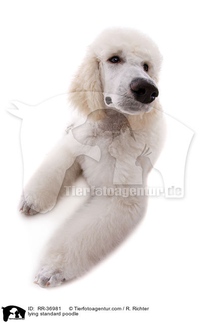 lying standard poodle / RR-36981