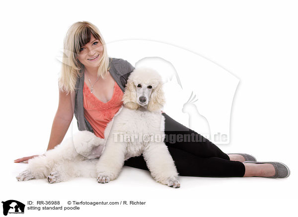 sitting standard poodle / RR-36988