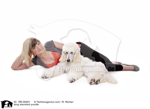 lying standard poodle / RR-36991