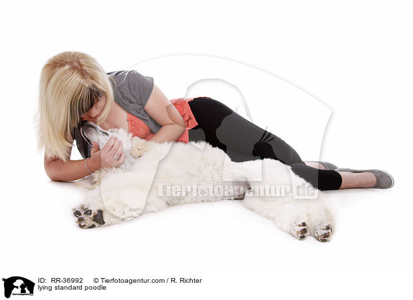 lying standard poodle / RR-36992