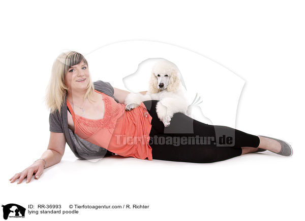 lying standard poodle / RR-36993
