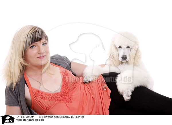 lying standard poodle / RR-36994