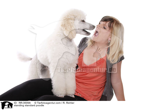 standing standard poodle / RR-36998
