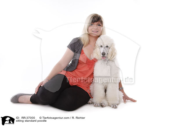 sitting standard poodle / RR-37000