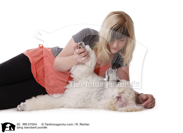 lying standard poodle / RR-37004