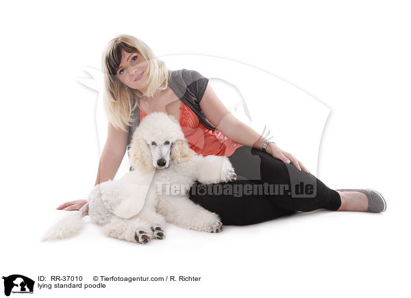 lying standard poodle / RR-37010