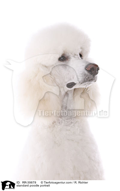 standard poodle portrait / RR-39878