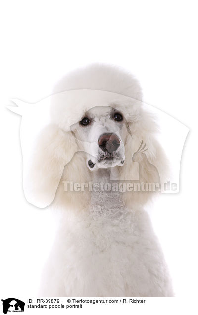 standard poodle portrait / RR-39879