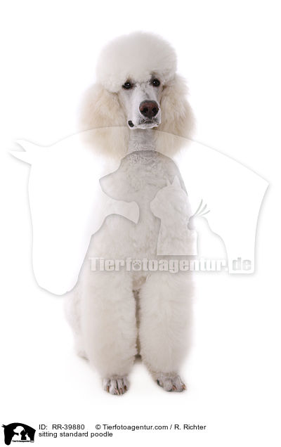 sitting standard poodle / RR-39880