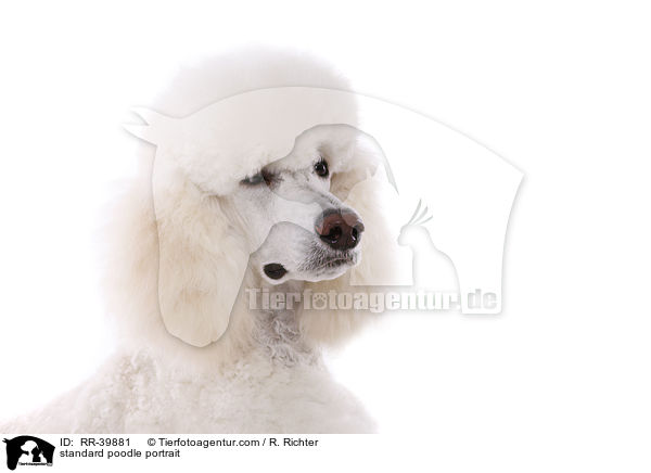 standard poodle portrait / RR-39881